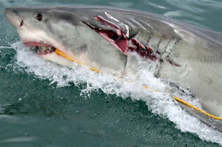 How painful is a great white shark bite?