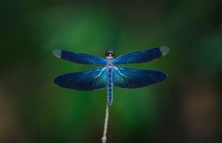 How rare is a blue dragonfly?