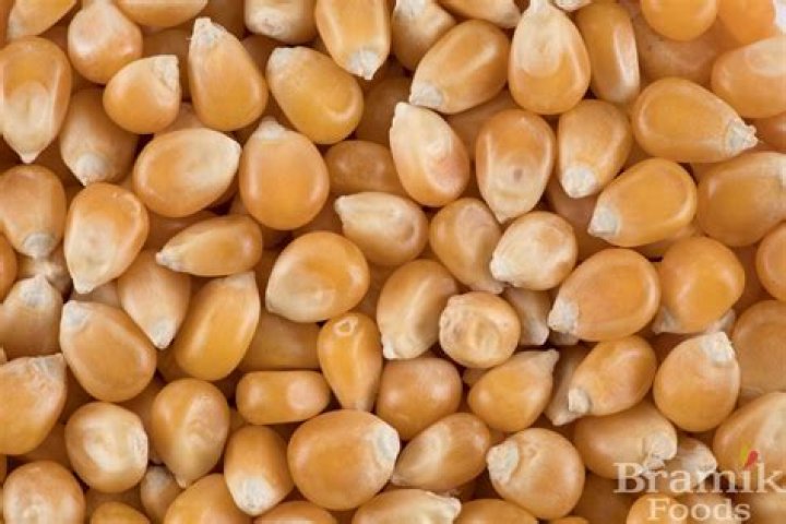 Is a popcorn kernel a seed?