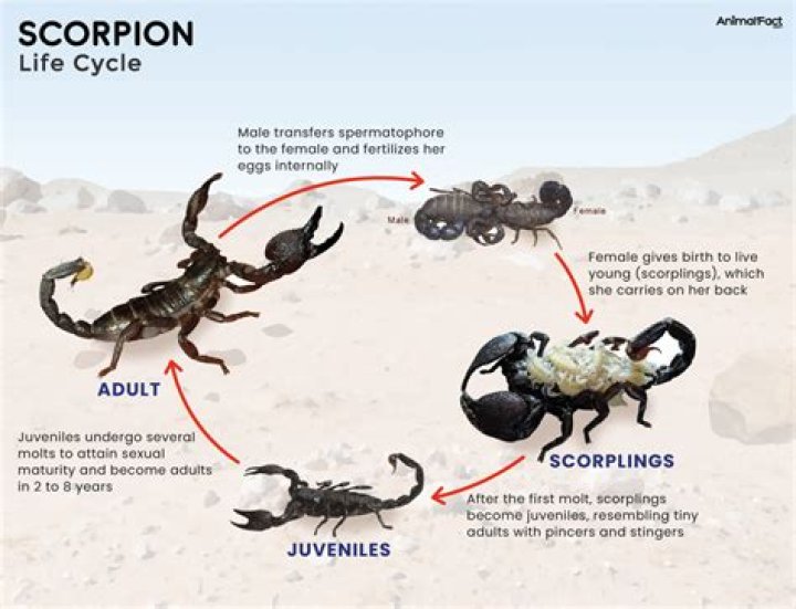 Is a scorpion fly an insect?