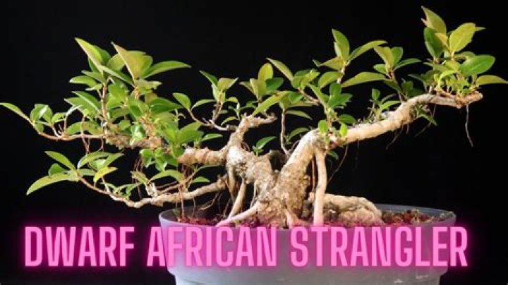 Is an African Strangler a real plant?