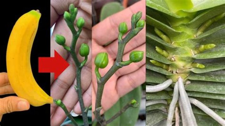 Is banana skin good for tomato plants?