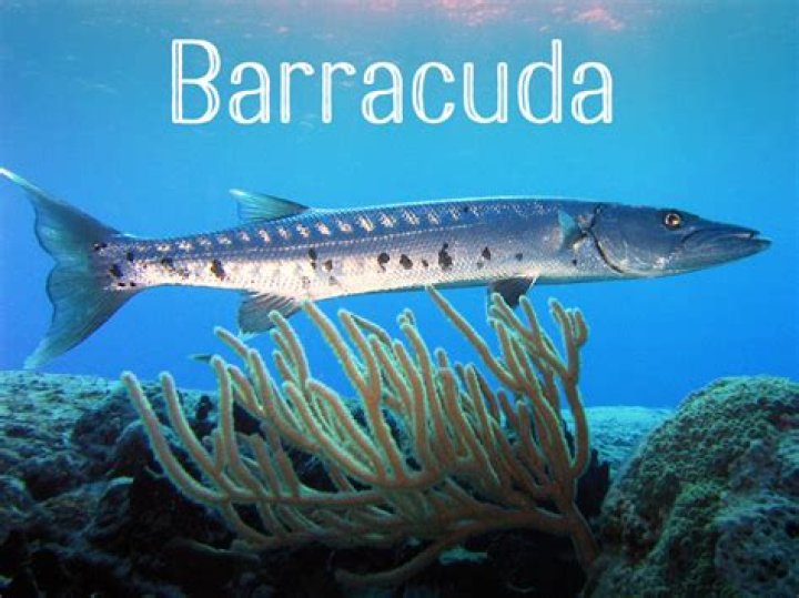 Is barracuda a snake?