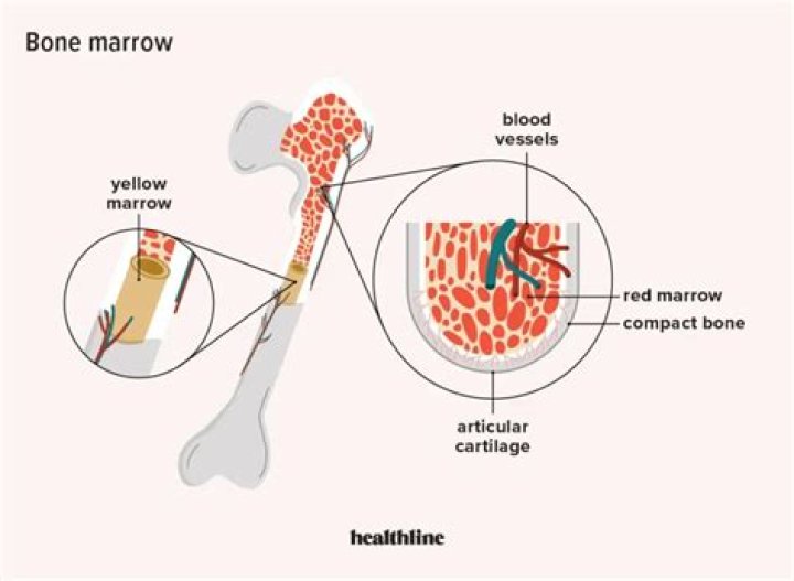 Is bone marrow a critical organ?
