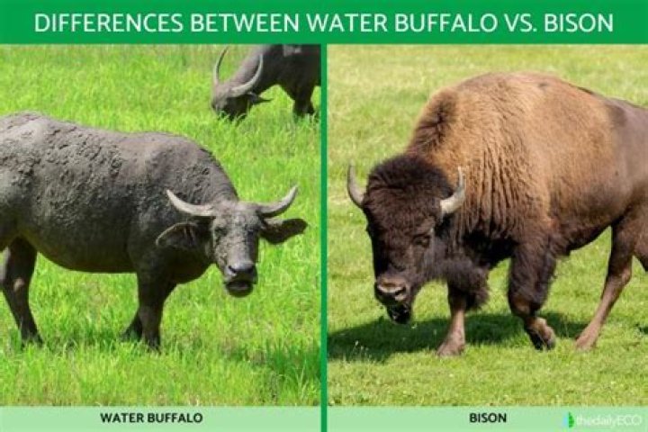 Is bull and buffalo the same?