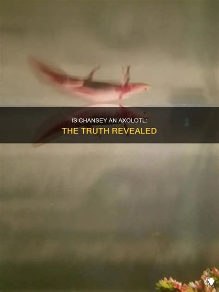 Is Chansey an axolotl?