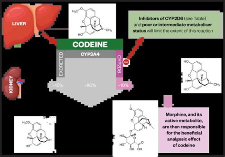 Is Cheratussin similar to codeine?