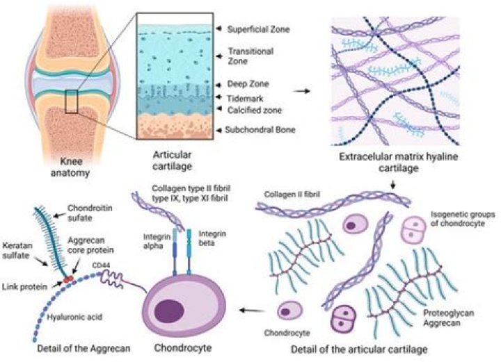 Is chondroitin and sulfate the same?