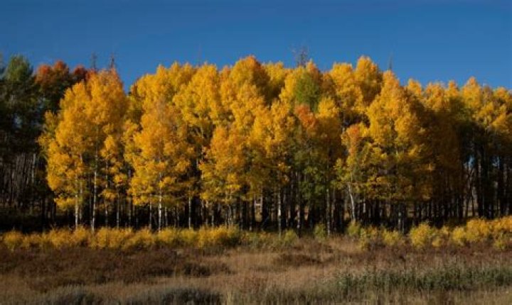 Is Colorado turning into a desert?