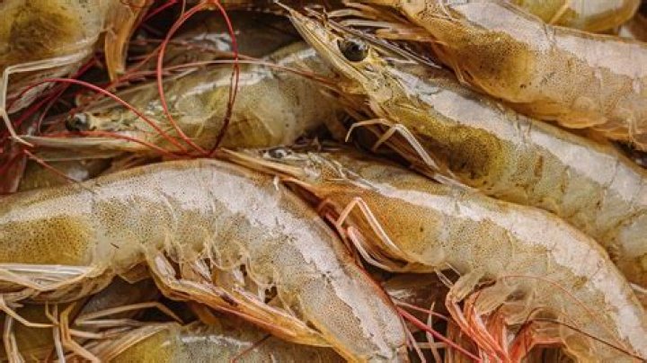 Is farmed shrimp from Vietnam safe?