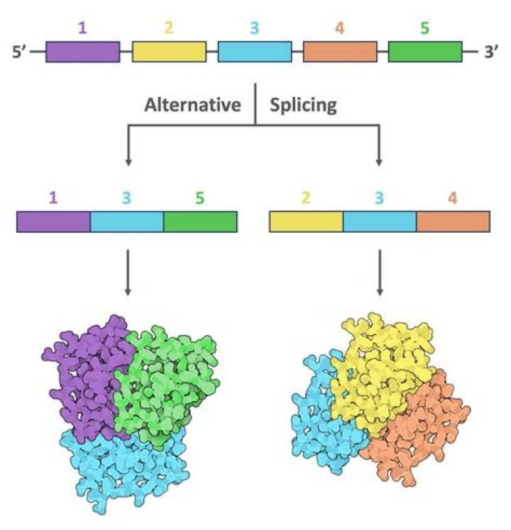 Is gene splicing legal?