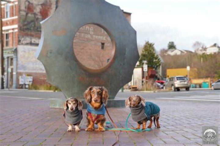 Is it crazy to get a third dog?