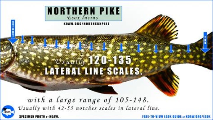 Is it legal to swim in canals?