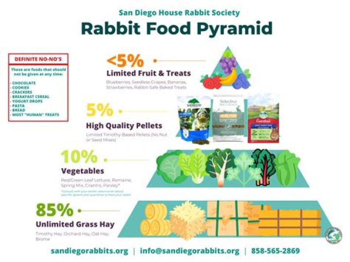 Is it OK for my rabbit to eat newspaper?