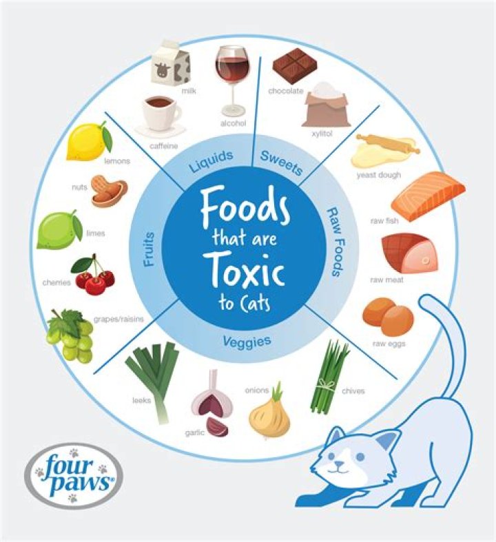 Is it OK to eat food your cat has licked?