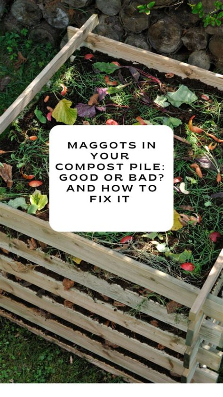 Is it OK to have maggots in my compost?