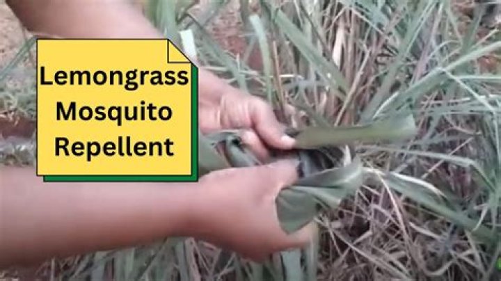 Is lemongrass a mosquito repellent?