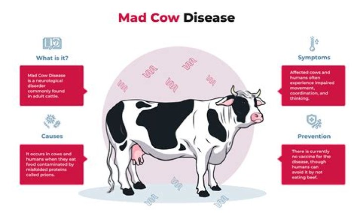 Is mad cow disease curable?