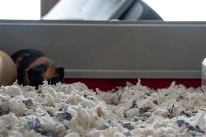 Is newspaper safe for guinea pig bedding?