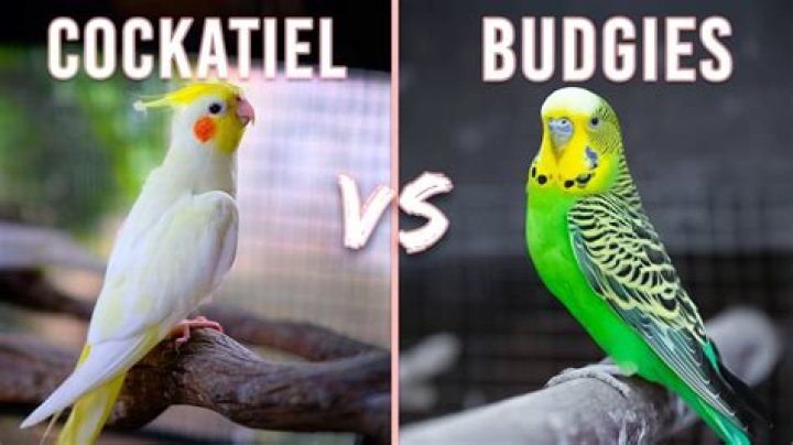 Is newspaper toxic to budgies?