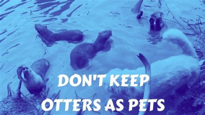 Is otter a good pet?