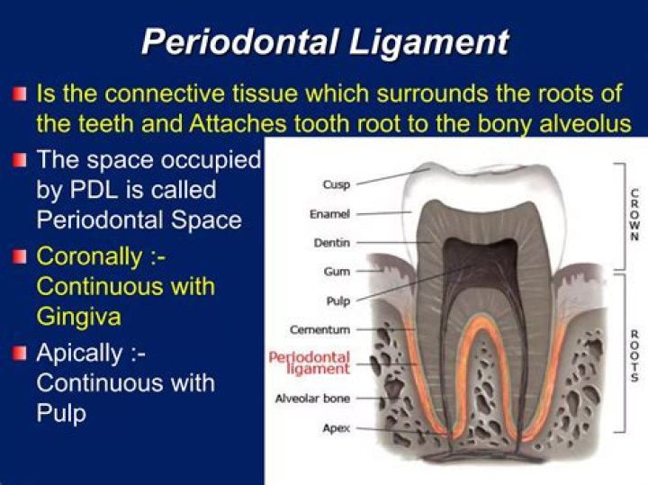 Is periodontal ligament radiopaque?