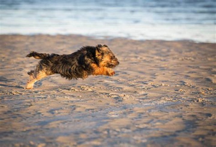 Is pet photography profitable?