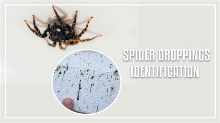 Is spider poop toxic?