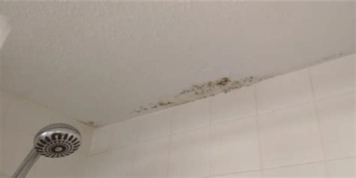 Is the mold in my shower toxic?
