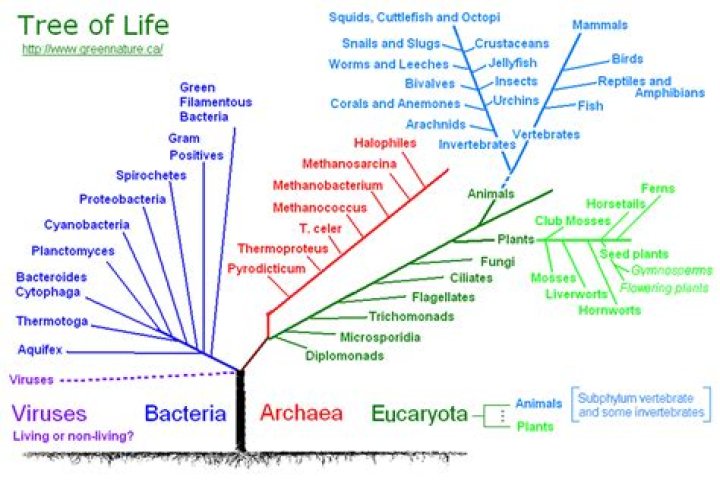 Is the tree of life a real tree?