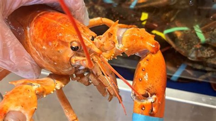 Is there an orange lobster?