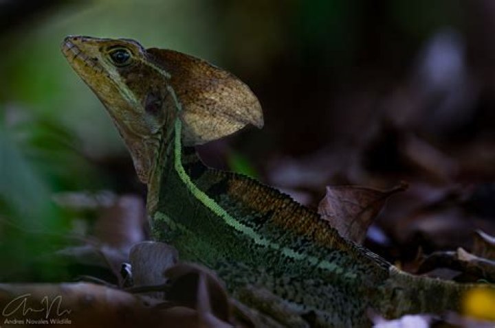 Is there more than one Basilisk?