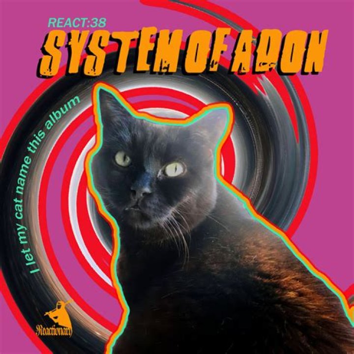 Should I let my cat see his dead brother?