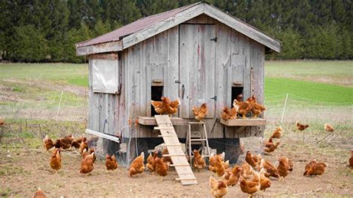 Should I mist my chickens?