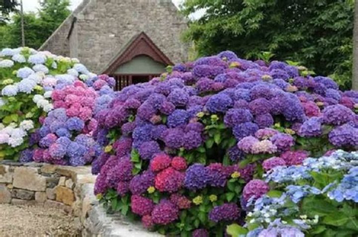 Should I put coffee grounds around my hydrangeas?