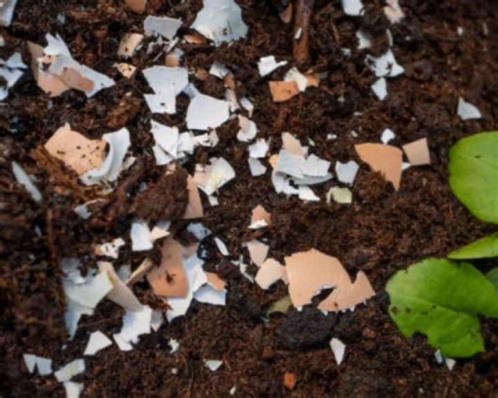 Should I put eggshells in my garden?