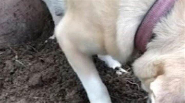 Should I remove dead puppy from mother?