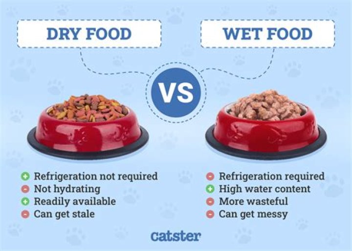Should I warm up my cats wet food?