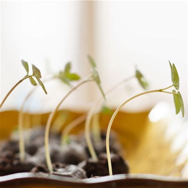 Should you fertilize seedlings indoors?