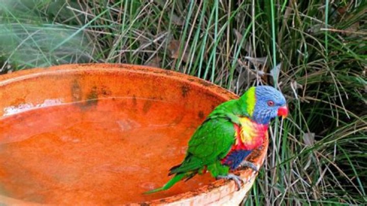 Should you leave water out for deer?