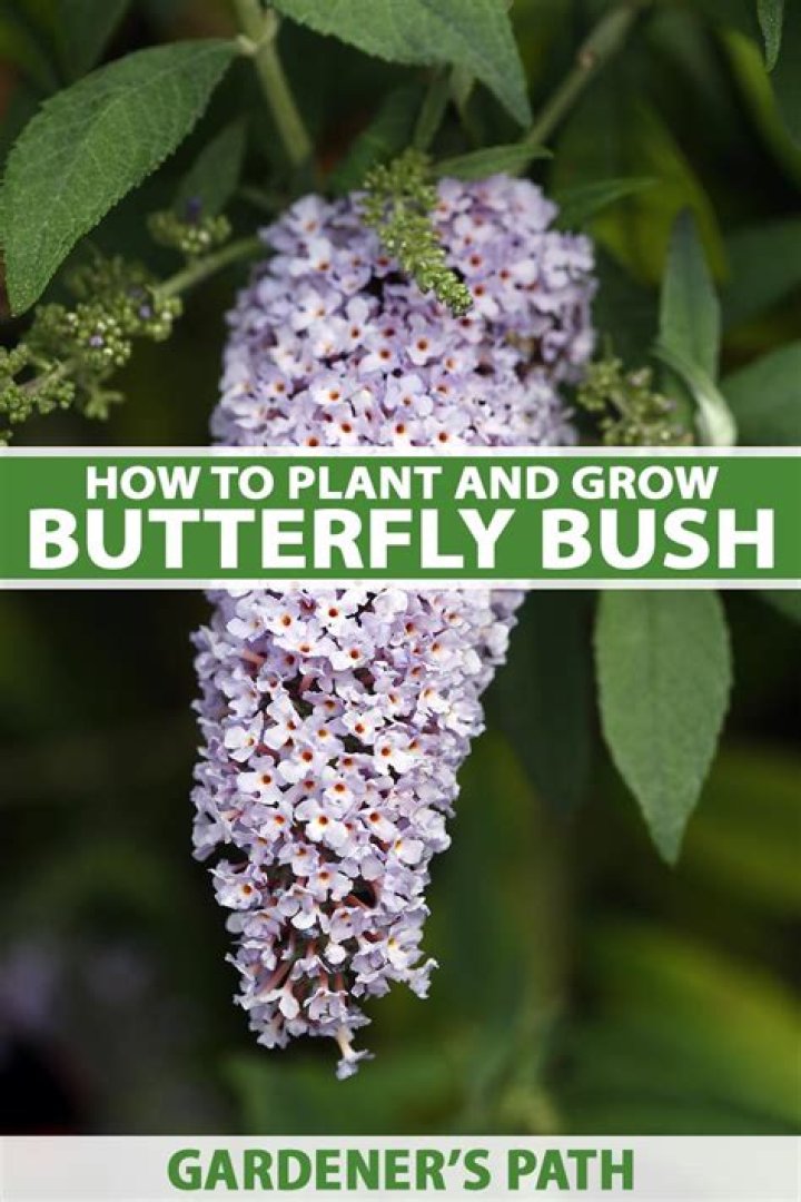 Should you mulch butterfly bushes?