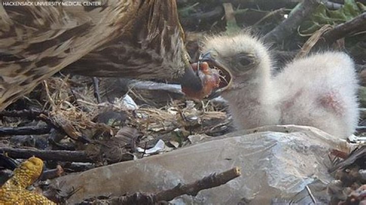 Was Hawks born in 2007?