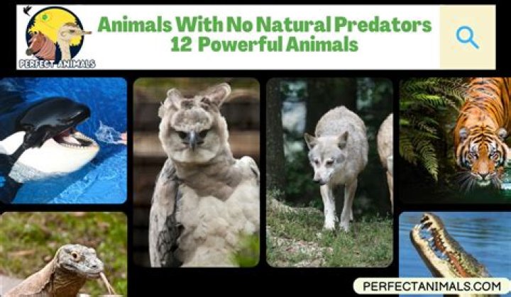 What animal has no predator?