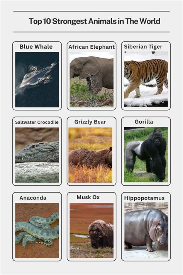 What animal has the strongest lungs?