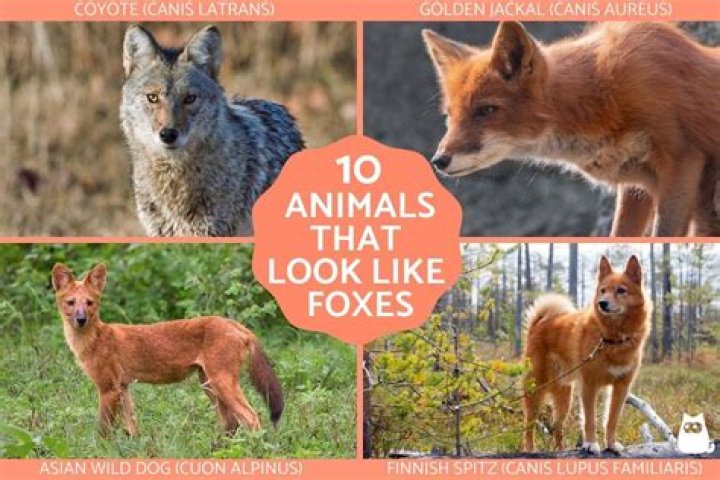 What animal looks like a fox but isn t?