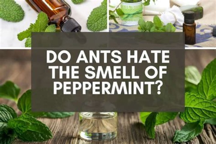 What animals hate the smell of peppermint?