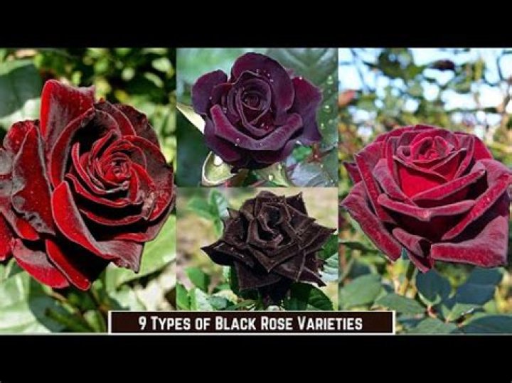What are Black Magic roses?