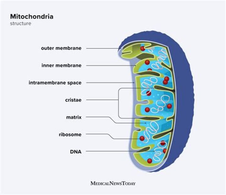 What are examples of mitochondria?