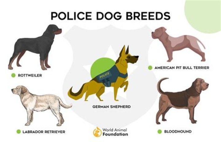What are police dog trainers called?
