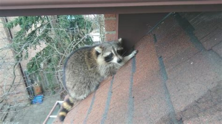 What are raccoons afraid of?